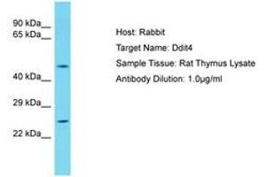 Image no. 1 for anti-DNA-Damage-Inducible Transcript 4 (DDIT4) (AA 45-94) antibody (ABIN6750381) (DDIT4 Antikörper  (AA 45-94))