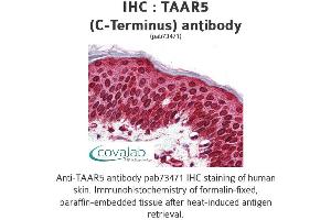 Image no. 1 for anti-Trace Amine Associated Receptor 5 (TAAR5) (C-Term) antibody (ABIN1739861) (TAAR5 Antikörper  (C-Term))