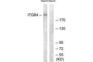 Western blot analysis of extracts from HepG2 cells, treated with PMA (125 ng/mL, 30 mins), using ITGB4 (Ab-1510) antibody.