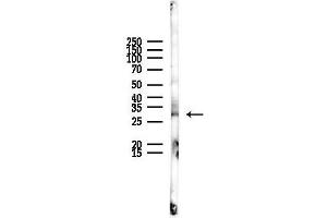 anti-Secretory Carrier Membrane Protein 1 (SCAMP1) (N-Term) antibody