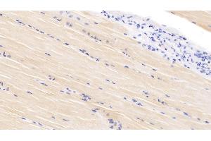 Detection of VEGFD in Bovine Skeletal muscle Tissue using Polyclonal Antibody to Vascular Endothelial Growth Factor D (VEGFD) (VEGFD Antikörper  (AA 89-354))