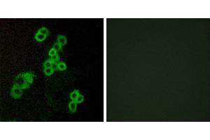 Peptide - +Immunofluorescence analysis of MCF-7 cells, using EDG2 antibody. (BUD31 Antikörper  (Internal Region))