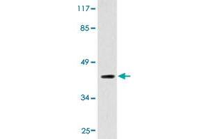 Western blot analysis of HepG2 cell extracts with ADORA2A polyclonal antibody . (Adenosine A2a Receptor Antikörper  (AA 330-380))
