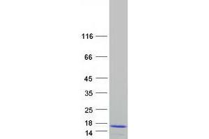 Western Blotting (WB) image for S100 Calcium Binding Protein Z (S100Z) protein (Myc-DYKDDDDK Tag) (ABIN2731344)
