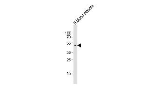 Anti-SERPINF1 Antibody (N-term)at 1:1000 dilution + human blood plasma lysates Lysates/proteins at 20 μg per lane.