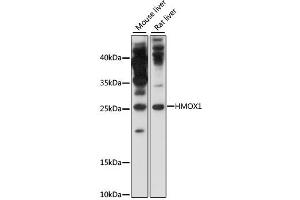 Western blot analysis of extracts of various cell lines, using HMOX1 antibody (ABIN4903945) at 1:1000 dilution. (HMOX1 Antikörper)