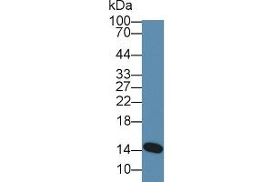 Western Blot; Sample: Human Milk; Primary Ab: 5µg/ml Rabbit Anti-Mouse aLA Antibody Second Ab: 0.