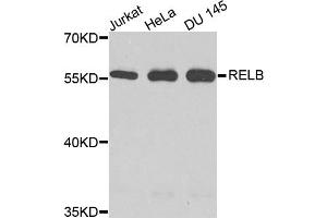 Western blot analysis of extracts of various cell lines, using RELB antibody. (RELB Antikörper)