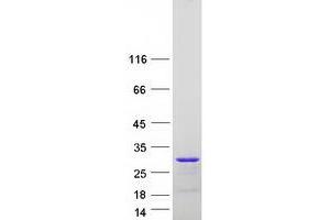 Validation with Western Blot (LIN7C Protein (Myc-DYKDDDDK Tag))