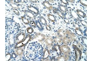 PSG3 antibody was used for immunohistochemistry at a concentration of 4-8 ug/ml to stain Epithelial cells of renal tubule (arrows) in Human Kidney.