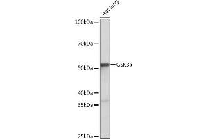 Western blot analysis of extracts of Rat lung, using GSK3α antibody (ABIN7267467) at 1:1000 dilution. (GSK3 alpha Antikörper)