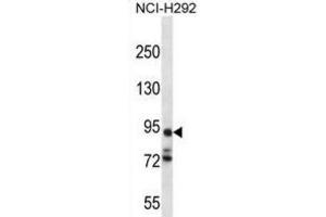 Western Blotting (WB) image for anti-Protocadherin alpha 7 (PCDHA7) antibody (ABIN2996876) (PCDHA7 Antikörper)