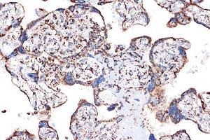 Immunohistochemistry of paraffin-embedded human placenta using HSPE1/HSP10/HSPE1/HSP10/CPN10 Rabbit mAb (ABIN7267567) at dilution of 1:100 (40x lens). (HSPE1 Antikörper)