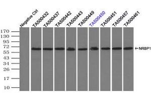 Image no. 3 for anti-Nuclear Receptor Binding Protein 1 (NRBP1) antibody (ABIN1499829) (NRBP1 Antikörper)