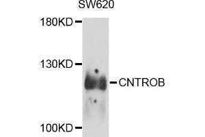 Western blot analysis of extracts of SW620 cells, using CNTROB antibody (ABIN5974543) at 1/1000 dilution. (CNTROB Antikörper)