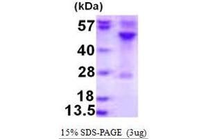 Ras-Related GTP Binding C (RRAGC) (AA 1-399) protein (His tag)