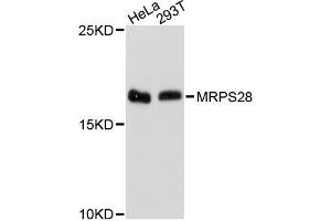 Western blot analysis of extracts of various cell lines, using MRPS28 antibody (ABIN5972676) at 1:3000 dilution. (MRPS28 Antikörper)