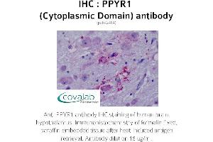 Image no. 1 for anti-Neuropeptide Y Receptor Y4 (NPY4R) (3rd Cytoplasmic Domain) antibody (ABIN1738313) (NPY4R Antikörper  (3rd Cytoplasmic Domain))