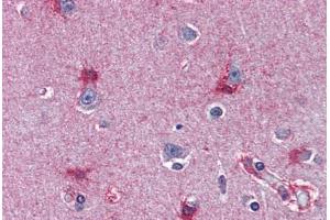 Human Brain, Cortex (formalin-fixed, paraffin-embedded) stained with MAT2A antibody ABIN364446 at 10 ug/ml followed by biotinylated anti-mouse IgG secondary antibody ABIN481714, alkaline phosphatase-streptavidin and chromogen. (MAT2A Antikörper  (AA 1-395))