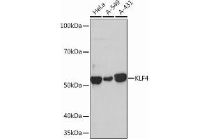 Western blot analysis of extracts of various cell lines, using KLF4 Rabbit mAb (ABIN7268157) at 1:1000 dilution. (KLF4 Antikörper)