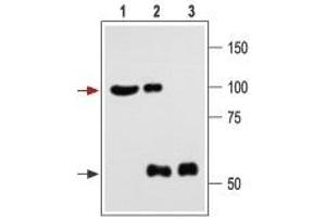 Immunoprecipitation (IP) image for anti-Potassium Large Conductance Calcium-Activated Channel, Subfamily M, alpha Member 1 (KCNMA1) (AA 1184-1200), (Intracellular) antibody (ABIN7043494)