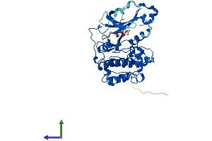 AlphaFold protein structure predicition of Mouse Recombinant Prkx Protein, UniprotID Q922R0