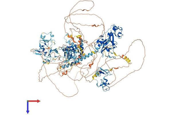 WHSC1L1 Protein (AA 1-1437) (His tag)