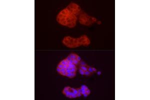 Immunofluorescence analysis of HepG2 cells using /GSNOR Rabbit pAb (ABIN6131172, ABIN6136579, ABIN6136580 and ABIN6217464) at dilution of 1:50 (40x lens). (ADH5 Antikörper  (AA 1-374))