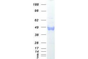 Validation with Western Blot