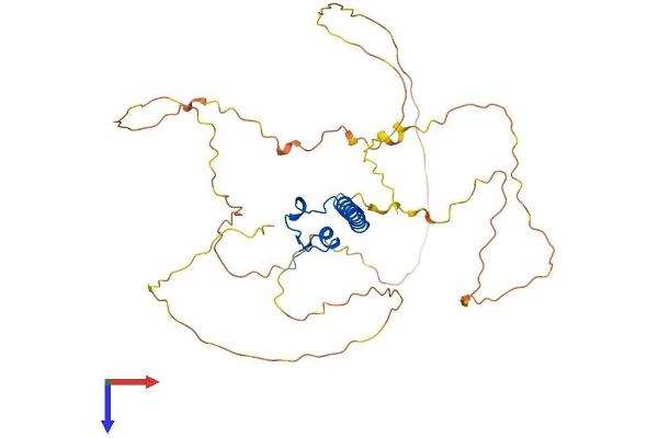 DMRT1 Protein (AA 1-373) (His tag)