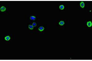 Immunofluorescent analysis of HepG2 cells using ABIN7151671 at dilution of 1:100 and Alexa Fluor 488-congugated AffiniPure Goat Anti-Rabbit IgG(H+L) (NFE2L1 Antikörper  (AA 251-550))