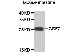Western blot analysis of extracts of mouse intestine, using CSF2 antibody. (GM-CSF Antikörper)