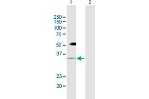 Western Blot analysis of PDCD1 expression in transfected 293T cell line by PDCD1 MaxPab polyclonal antibody. (PD-1 Antikörper  (AA 1-288))