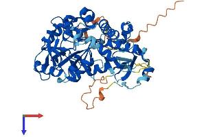 NT5DC1 Protein (AA 1-467) (His tag)