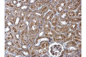 IHC-P Image WNT4 antibody detects WNT4 protein at secreted on mouse kidney by immunohistochemical analysis. (WNT4 Antikörper  (Center))