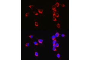 Immunofluorescence (IF) image for anti-Amyloid beta (A4) Precursor-Like Protein 1 (APLP1) (AA 39-300) antibody (ABIN6136993)