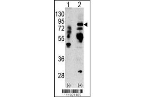 Western blot analysis of anti-LTF Antibody Pab in 293 cell line lysates transiently transfected with the LTF gene (2ug/lane).