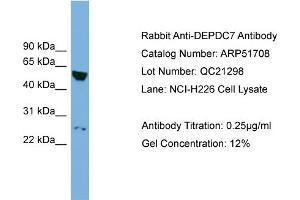 WB Suggested Anti-DEPDC7  Antibody Titration: 0. (DEPDC7 Antikörper  (N-Term))