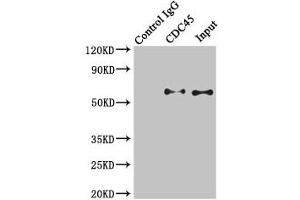 Immunoprecipitating CDC45 in K562 whole cell lysate Lane 1: Rabbit control IgG instead of (1 μg) instead of ABIN7147286 in K562 whole cell lysate. (CDC45 Antikörper  (AA 1-270))