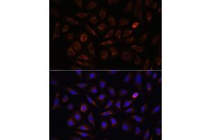 Immunofluorescence (IF) image for anti-Neuropilin 1 (NRP1) (AA 21-250) antibody (ABIN7268892)