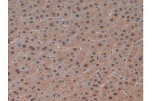 IHC-P analysis of Human Liver Tissue, with DAB staining. (PTF1A Antikörper  (AA 177-328))