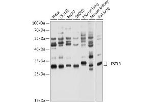 Western blot analysis of extracts of various cell lines, using FSTL3 antibody (ABIN6132033, ABIN6140787, ABIN6140788 and ABIN6214472) at 1:1000 dilution. (FSTL3 Antikörper  (AA 27-263))