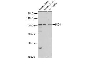 Western blot analysis of extracts of various cell lines, using LEO1 antibody (ABIN6133790, ABIN6143141 and ABIN7101832) at 1:1000 dilution. (LEO1 Antikörper)