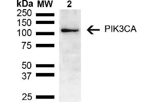 Western blot analysis of Mouse brain lysate showing detection of ~55. (PIK3CA Antikörper  (AA 150-250) (PerCP))
