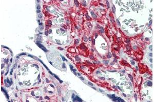 Anti-GLG1 antibody  ABIN960781 IHC staining of human placenta. (GLG1 Antikörper  (Internal Region))