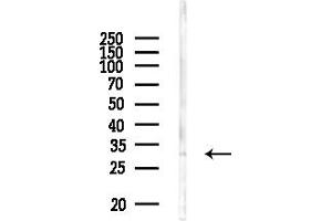 anti-Interleukin 22 Receptor, alpha 2 (IL22RA2) (Internal Region) antibody