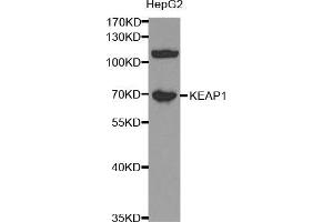 Western blot analysis of extracts of HepG2 cells, using KEAP1 antibody (ABIN5998064) at 1/1000 dilution. (KEAP1 Antikörper)