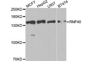 Western blot analysis of extracts of various cell lines, using RNF40 antibody (ABIN5973843) at 1/1000 dilution. (RNF40 Antikörper)
