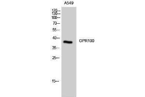 Western Blotting (WB) image for anti-Relaxin/insulin-Like Family Peptide Receptor 4 (RXFP4) (C-Term) antibody (ABIN3184827) (RXFP4 Antikörper  (C-Term))