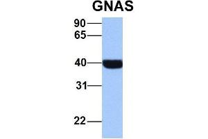 Western Blotting (WB) image for anti-GNAS Complex Locus (GNAS) (N-Term) antibody (ABIN2775543)